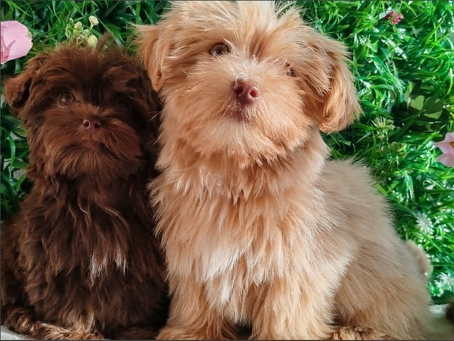 Bolonka Zwetna puppies Другa - city of Izvun Bulgaria | Dogs - снимка 2