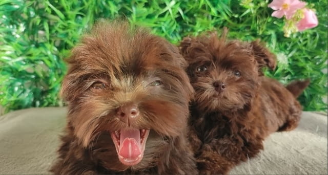 Bolonka Zwetna puppies Другa - city of Izvun Bulgaria | Dogs - снимка 3