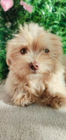 Bolonka Zwetna puppies Другa - city of Izvun Bulgaria | Dogs - снимка 4