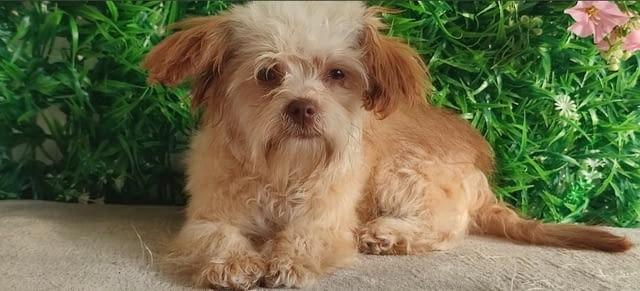 Bolonka Zwetna puppies Другa - city of Izvun Bulgaria | Dogs - снимка 5