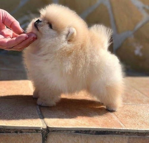 Beautiful cream Pomeranian male available Померан (Малък английски шпиц), 2 месеца - град Извън България | Кучета - снимка 1