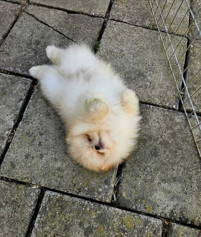 Beautiful cream Pomeranian male available Померан (Малък английски шпиц), 2 месеца - град Извън България | Кучета - снимка 2