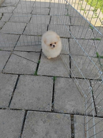 Beautiful cream Pomeranian male available Померан (Малък английски шпиц), 2 месеца - град Извън България | Кучета - снимка 3