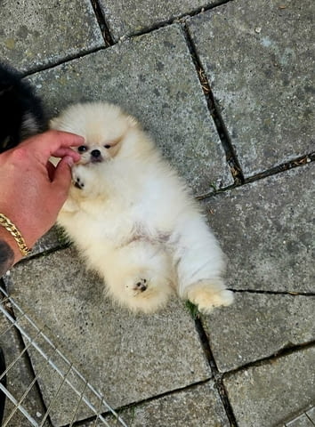 Beautiful cream Pomeranian male available Померан (Малък английски шпиц), 2 месеца - град Извън България | Кучета - снимка 4