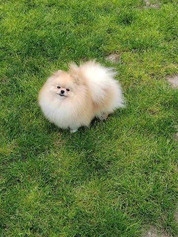 Beautiful cream Pomeranian male available Померан (Малък английски шпиц), 2 месеца - град Извън България | Кучета - снимка 5