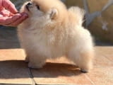 Beautiful cream Pomeranian male available