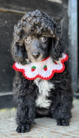 Girl black poodle- Пудел среден, 2 месеца - град Извън България | Кучета - снимка 4