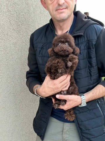 Girl black poodle- Пудел среден, 2 месеца - град Извън България | Кучета - снимка 5