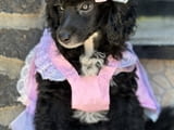 Girl black poodle-