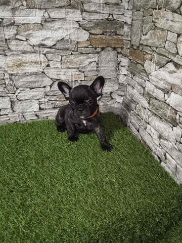 Френски булдог – Красиви кученца Ваксинирано - Да, Обезпаразитено - Да - град Извън България | Кучета - снимка 2