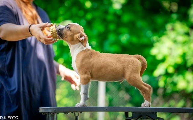 Кученца Американски стафордширски териер American Staffordshire Terrier, Vaccinated - Yes - city of Sofia | Dogs - снимка 1
