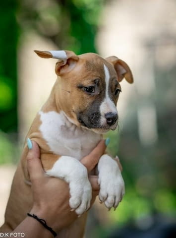 Кученца Американски стафордширски териер American Staffordshire Terrier, Vaccinated - Yes - city of Sofia | Dogs - снимка 2