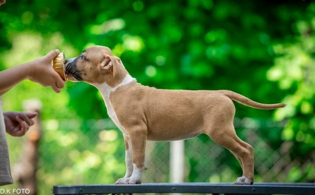 Кученца Американски стафордширски териер American Staffordshire Terrier, Vaccinated - Yes - city of Sofia | Dogs - снимка 3