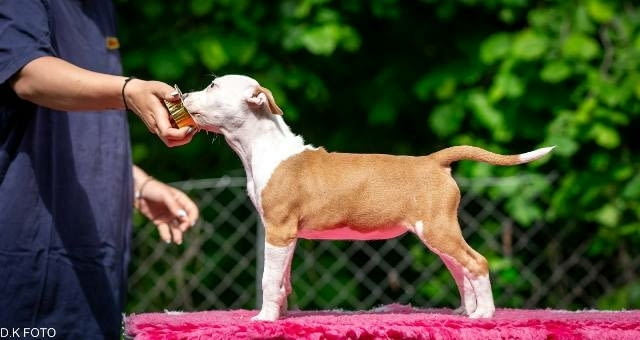 Кученца Американски стафордширски териер American Staffordshire Terrier, Vaccinated - Yes - city of Sofia | Dogs - снимка 5
