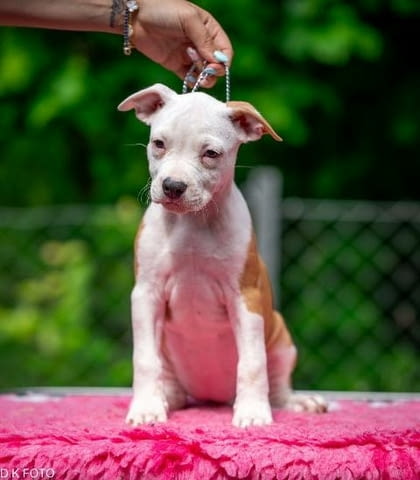 Кученца Американски стафордширски териер American Staffordshire Terrier, Vaccinated - Yes - city of Sofia | Dogs - снимка 6