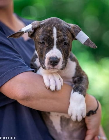 Кученца Американски стафордширски териер American Staffordshire Terrier, Vaccinated - Yes - city of Sofia | Dogs - снимка 7