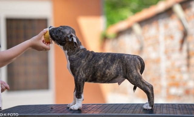 Кученца Американски стафордширски териер American Staffordshire Terrier, Vaccinated - Yes - city of Sofia | Dogs - снимка 8