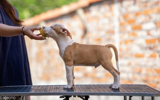 Кученца Американски стафордширски териер American Staffordshire Terrier, Vaccinated - Yes - city of Sofia | Dogs - снимка 9