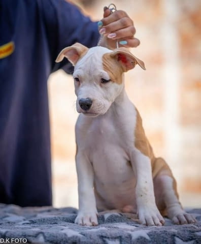 Кученца Американски стафордширски териер American Staffordshire Terrier, Vaccinated - Yes - city of Sofia | Dogs - снимка 10