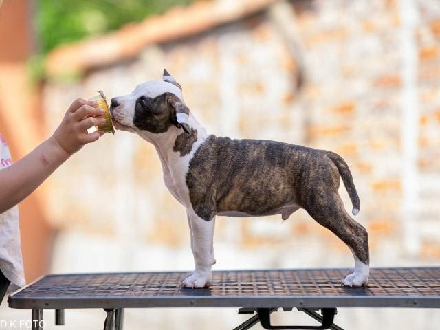 Кученца Американски стафордширски териер American Staffordshire Terrier, Vaccinated - Yes - city of Sofia | Dogs - снимка 11