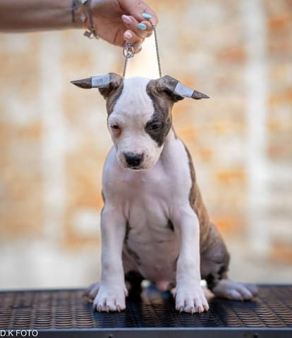 Кученца Американски стафордширски териер American Staffordshire Terrier, Vaccinated - Yes - city of Sofia | Dogs - снимка 12