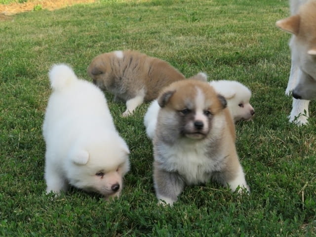 I am selling Japanese Akita puppies. Акита, 2 месеца - град Извън България | Кучета - снимка 2