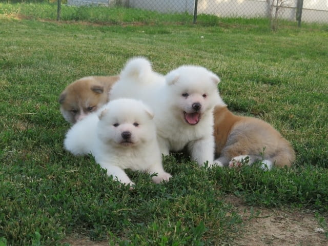 I am selling Japanese Akita puppies. Акита, 2 месеца - град Извън България | Кучета - снимка 3