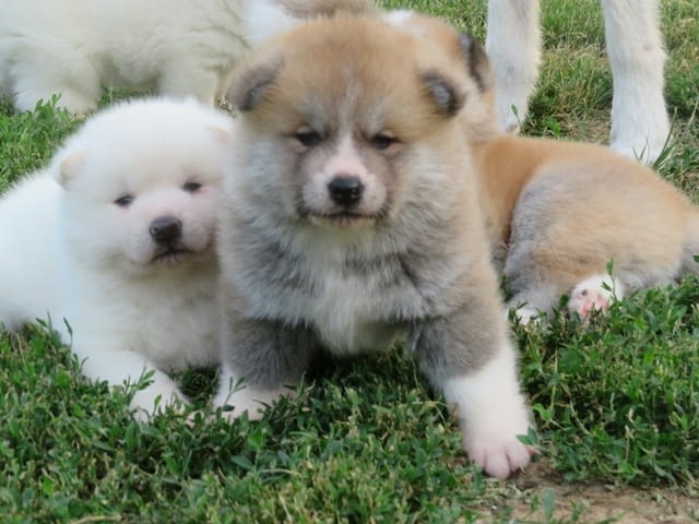 I am selling Japanese Akita puppies. Акита, 2 месеца - град Извън България | Кучета - снимка 4