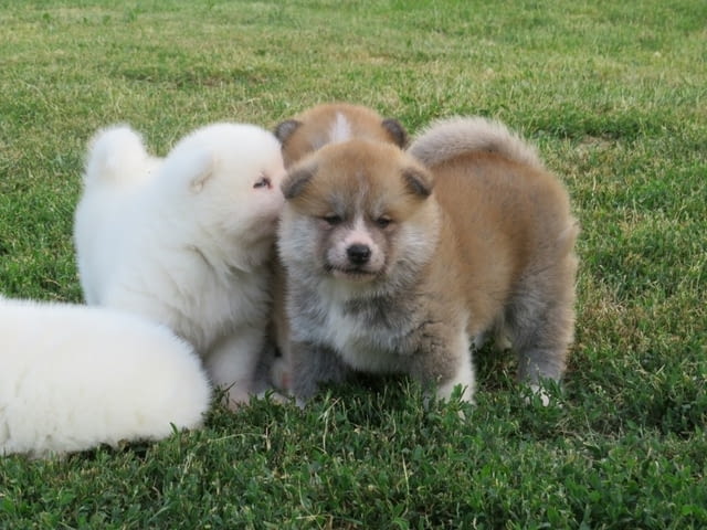 I am selling Japanese Akita puppies. Акита, 2 месеца - град Извън България | Кучета - снимка 5