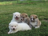 I am selling Japanese Akita puppies.