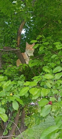 Чистя Мазета, Тавани и Дворове в София Monthly subscription - No - city of Sofia | Cleaning