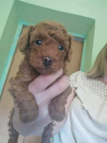 Червен той пудел Mini Poodle, 2 Months - city of Izvun Bulgaria | Dogs - снимка 1