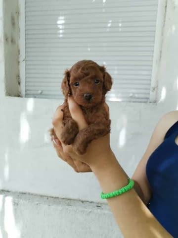 Червен той пудел Mini Poodle, 2 Months - city of Izvun Bulgaria | Dogs - снимка 2