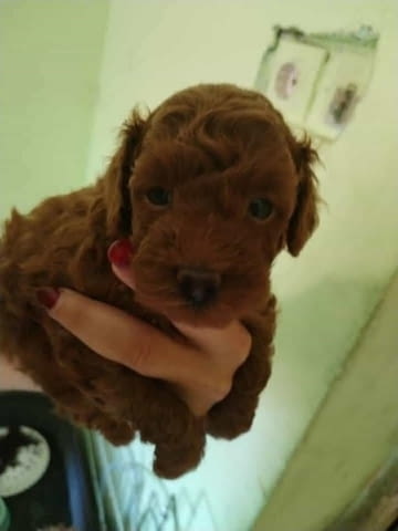 Червен той пудел Mini Poodle, 2 Months - city of Izvun Bulgaria | Dogs - снимка 3
