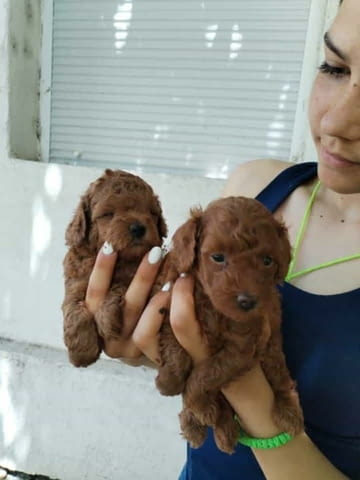 Червен той пудел Mini Poodle, 2 Months - city of Izvun Bulgaria | Dogs - снимка 4