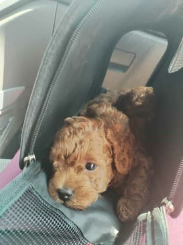 Червен той пудел Mini Poodle, 2 Months - city of Izvun Bulgaria | Dogs - снимка 6