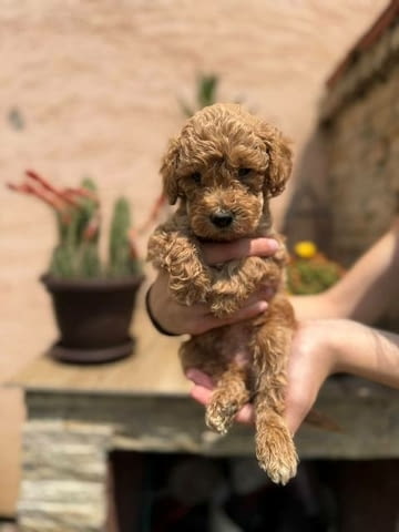 Кученца от червен и кайсиев миниатюрен пудел Пудел мини, Ваксинирано - Да - град София | Кучета - снимка 6