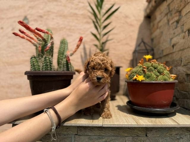 Кученца от червен и кайсиев миниатюрен пудел Пудел мини, Ваксинирано - Да - град София | Кучета - снимка 7