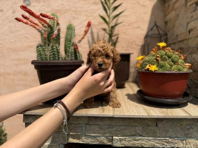 Кученца от червен и кайсиев миниатюрен пудел Пудел мини, Ваксинирано - Да - град София | Кучета - снимка 8