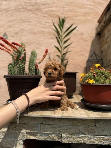 Кученца от червен и кайсиев миниатюрен пудел Пудел мини, Ваксинирано - Да - град София | Кучета - снимка 9