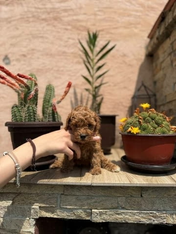 Кученца от червен и кайсиев миниатюрен пудел Пудел мини, Ваксинирано - Да - град София | Кучета - снимка 10