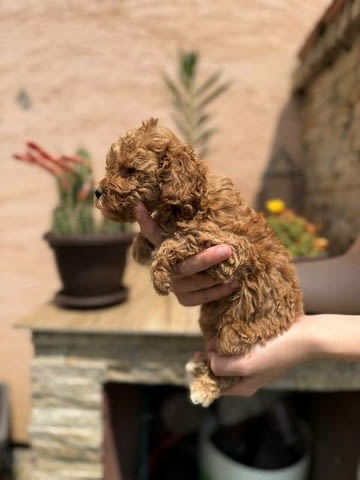 Кученца от червен и кайсиев миниатюрен пудел Пудел мини, Ваксинирано - Да - град София | Кучета - снимка 11