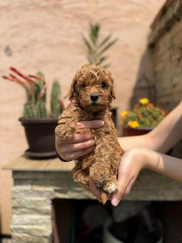 Кученца от червен и кайсиев миниатюрен пудел Пудел мини, Ваксинирано - Да - град София | Кучета - снимка 12