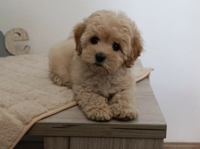 Maltipoo puppies - perfect pets! Другa, 2 месеца - град Извън България | Кучета - снимка 1