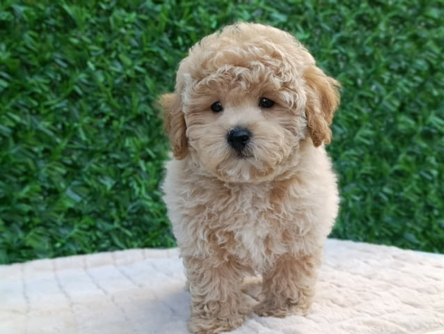 Maltipoo puppies - perfect pets! Другa, 2 месеца - град Извън България | Кучета - снимка 2