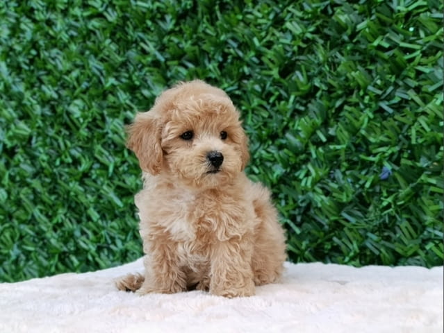 Maltipoo puppies - perfect pets! Другa, 2 месеца - град Извън България | Кучета - снимка 3