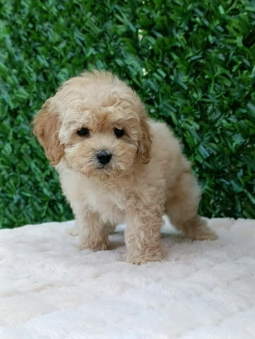 Maltipoo puppies - perfect pets! Другa, 2 месеца - град Извън България | Кучета - снимка 4