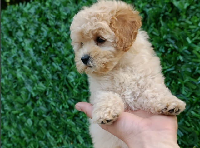 Maltipoo puppies - perfect pets! Другa, 2 месеца - град Извън България | Кучета - снимка 5