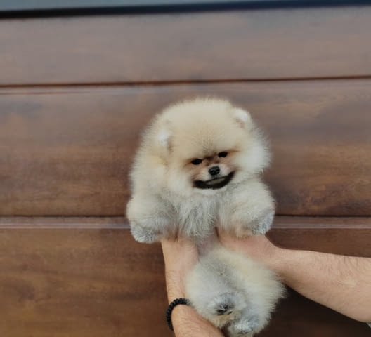 A beautiful bearish Pomeranian puppy. Померан (Малък английски шпиц) - град Извън България | Кучета - снимка 1