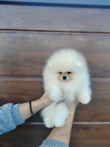 A beautiful bearish Pomeranian puppy. Померан (Малък английски шпиц) - град Извън България | Кучета - снимка 4